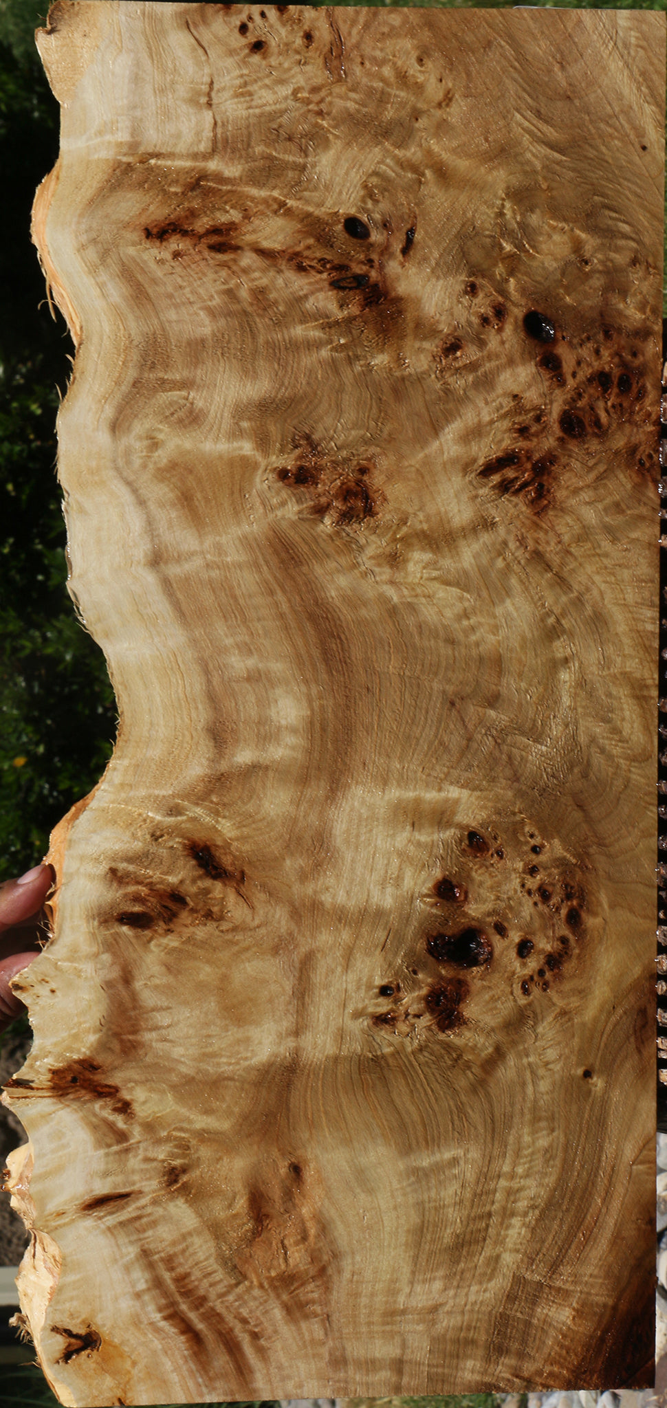 Extra Fancy Mappa Burl Live Edge Lumber