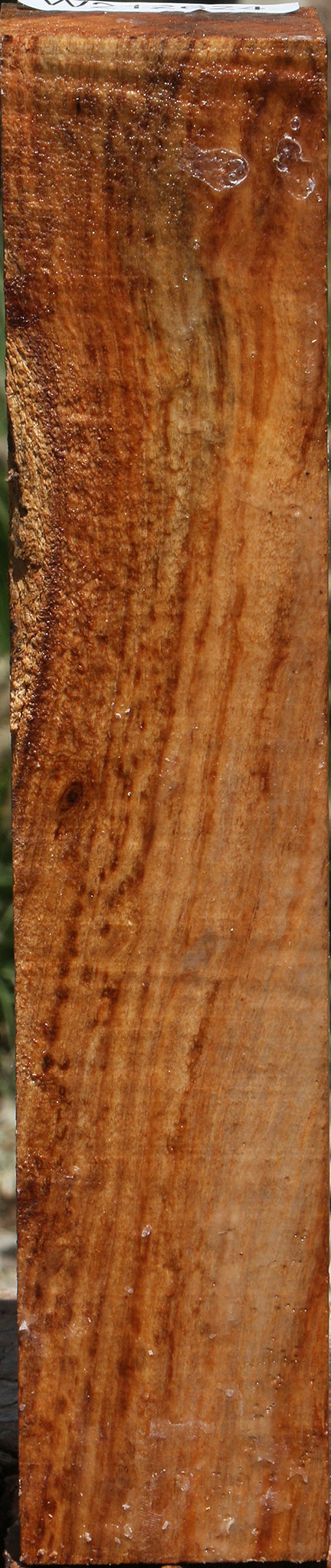 Silver Wattle Turning Square