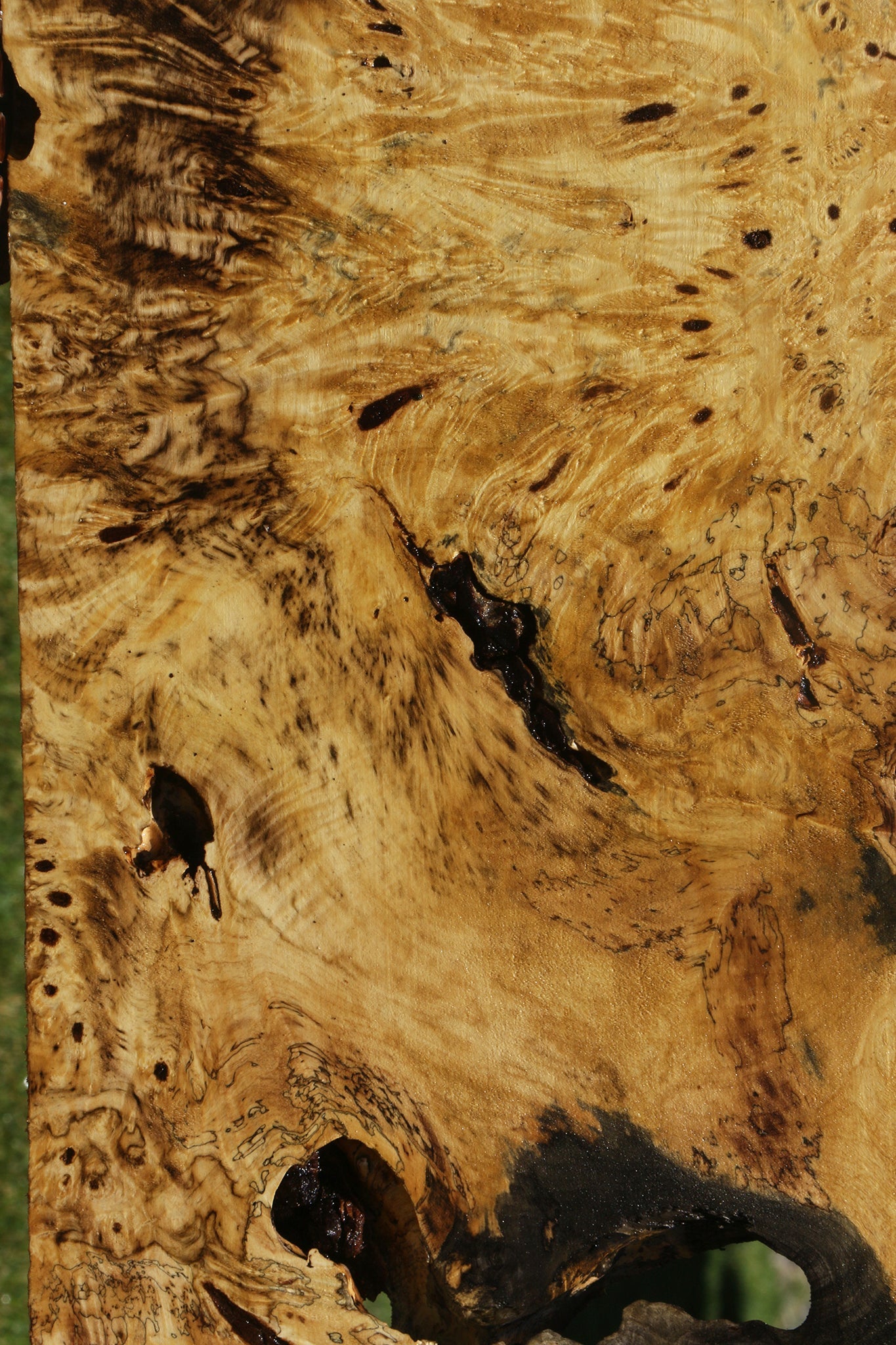 Buckeye Burl Lumber