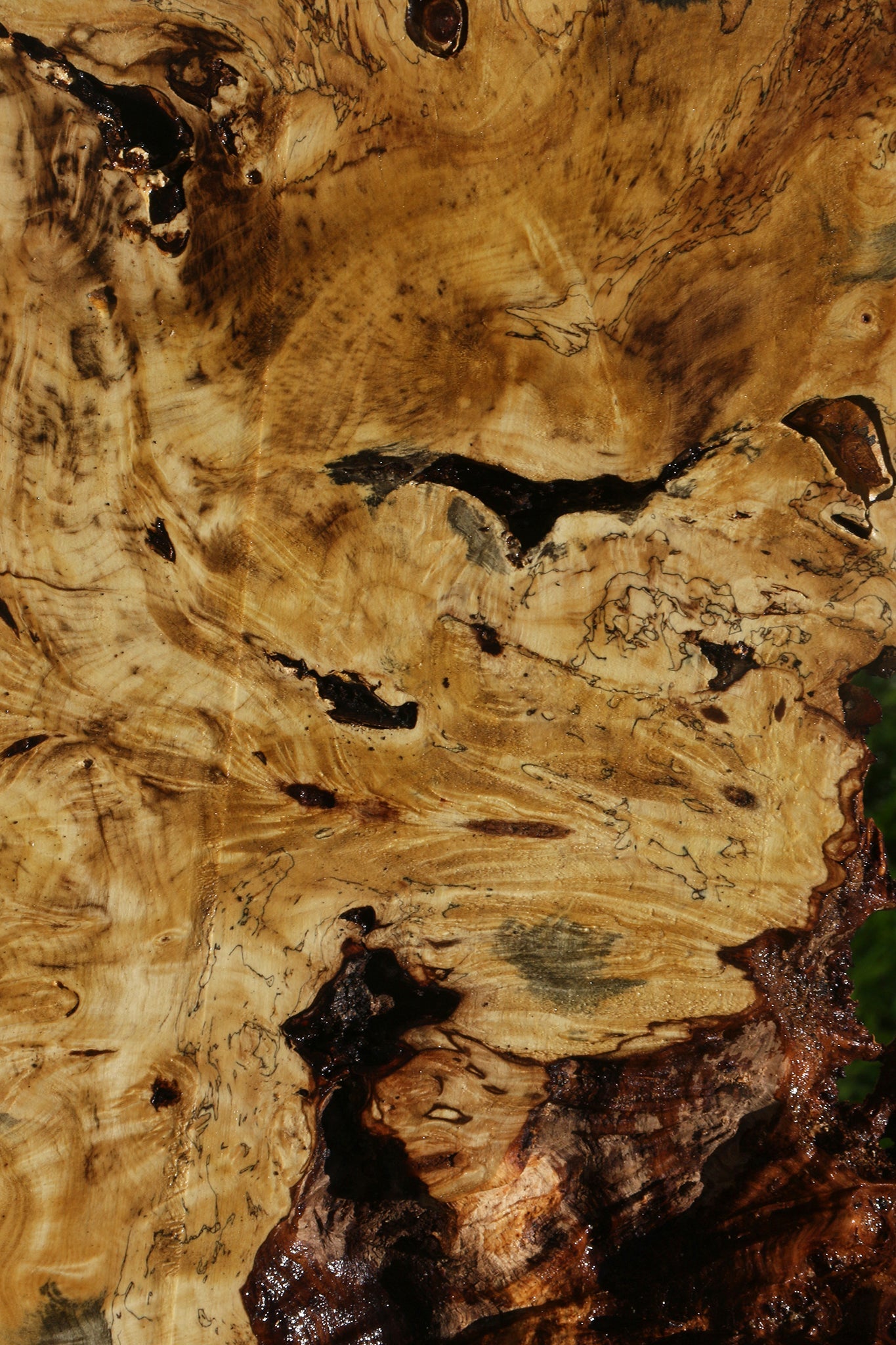 Buckeye Burl Lumber