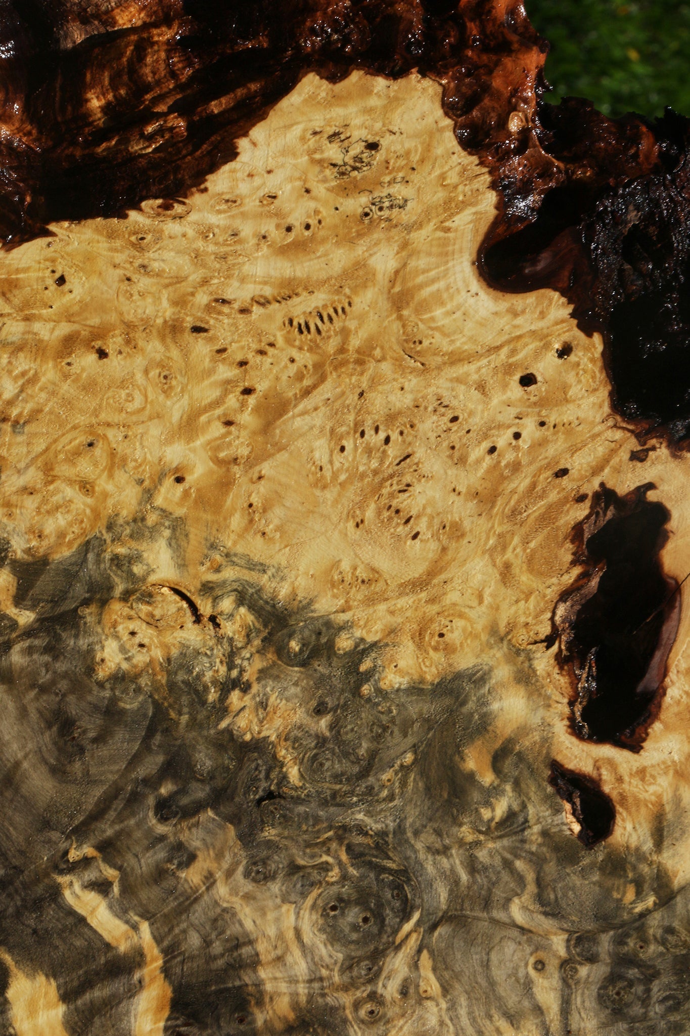 Buckeye Burl Lumber