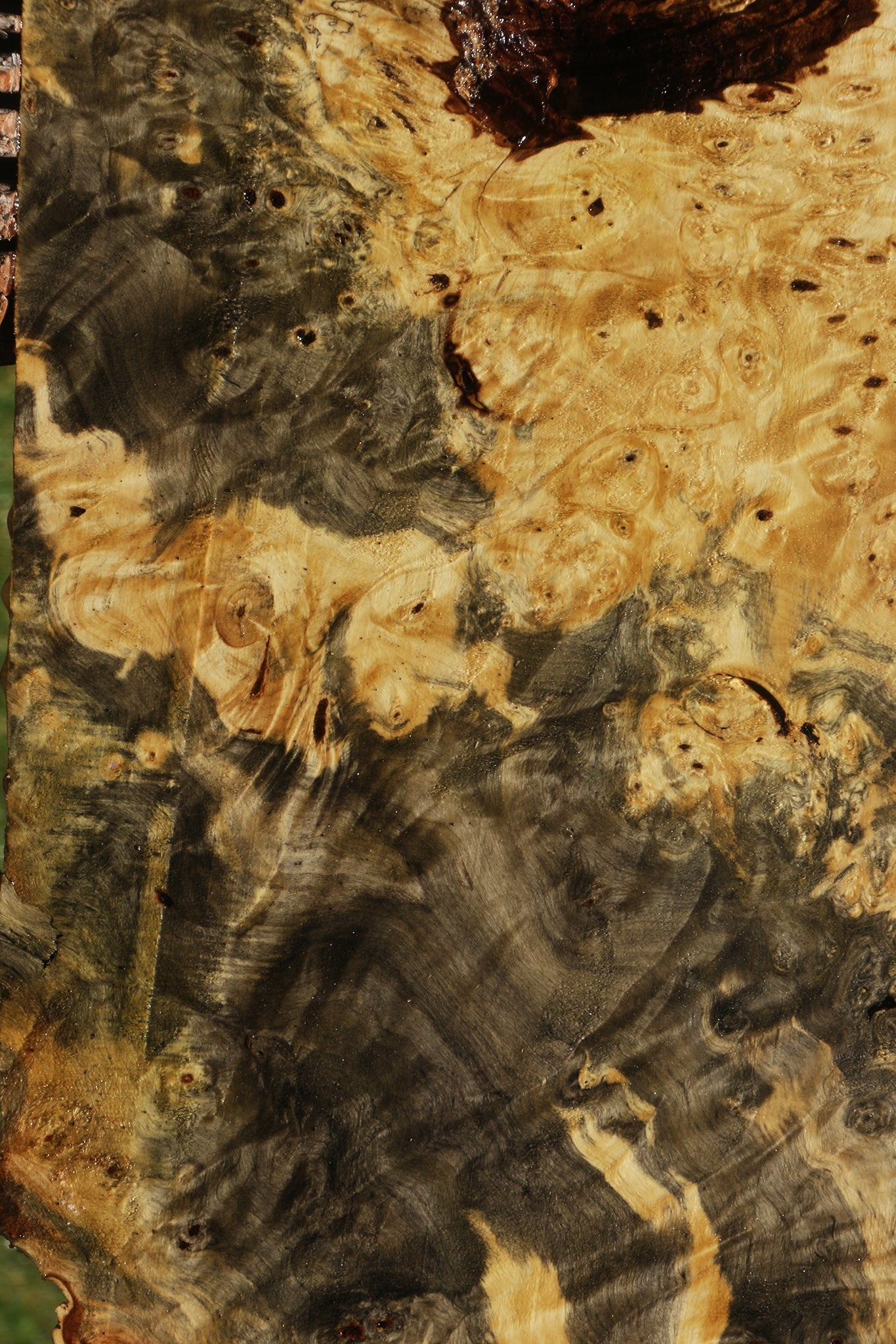 Buckeye Burl Lumber