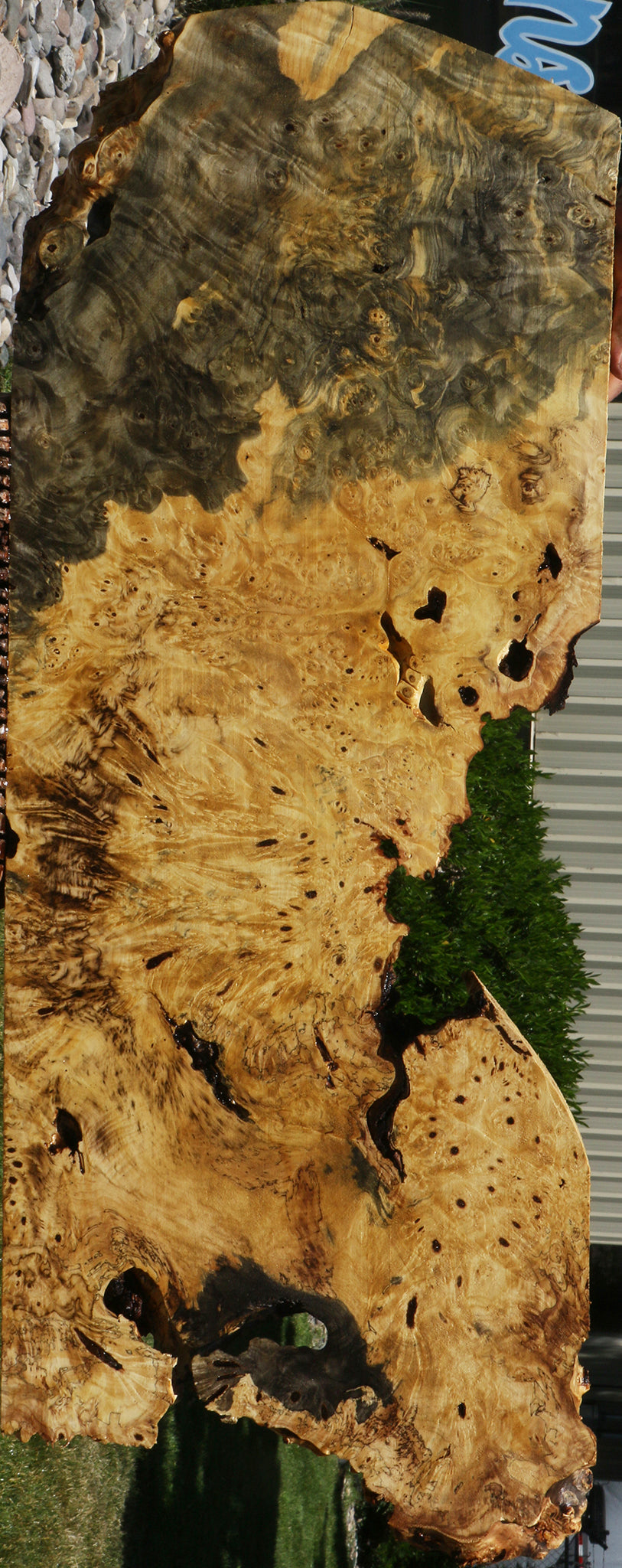 Buckeye Burl Lumber