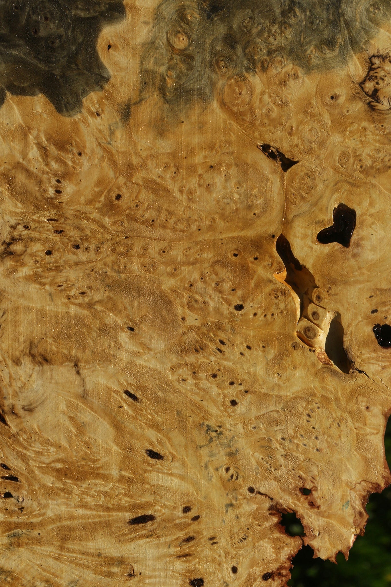 Buckeye Burl Lumber