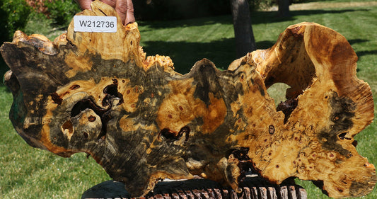 Buckeye Burl Cookie