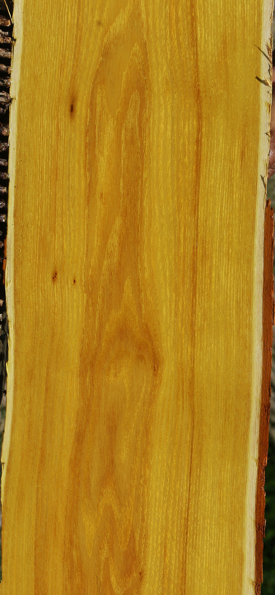 Osage Orange Live Edge Lumber