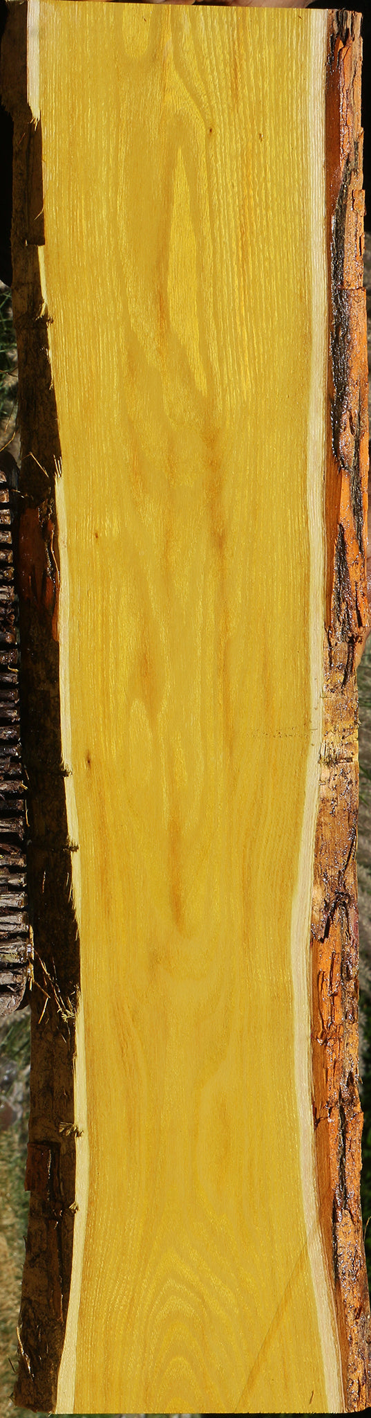 Osage Orange Live Edge Lumber