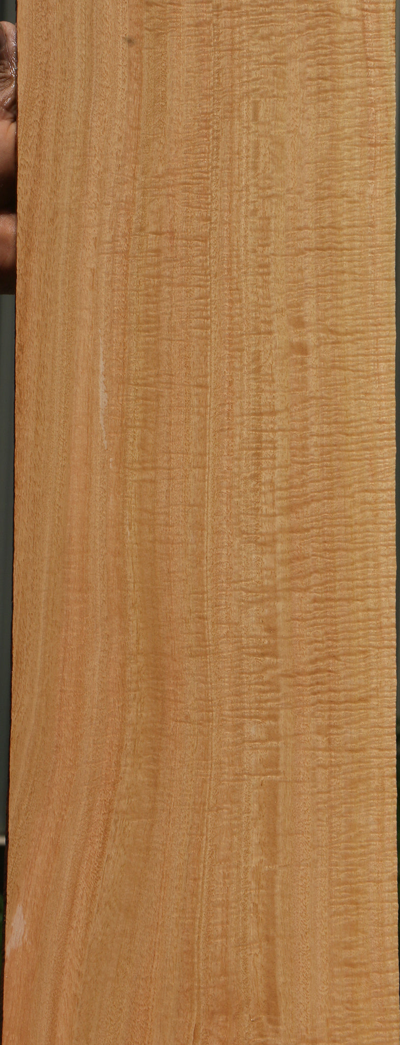 Exhibition Eucalyptus Micro Lumber