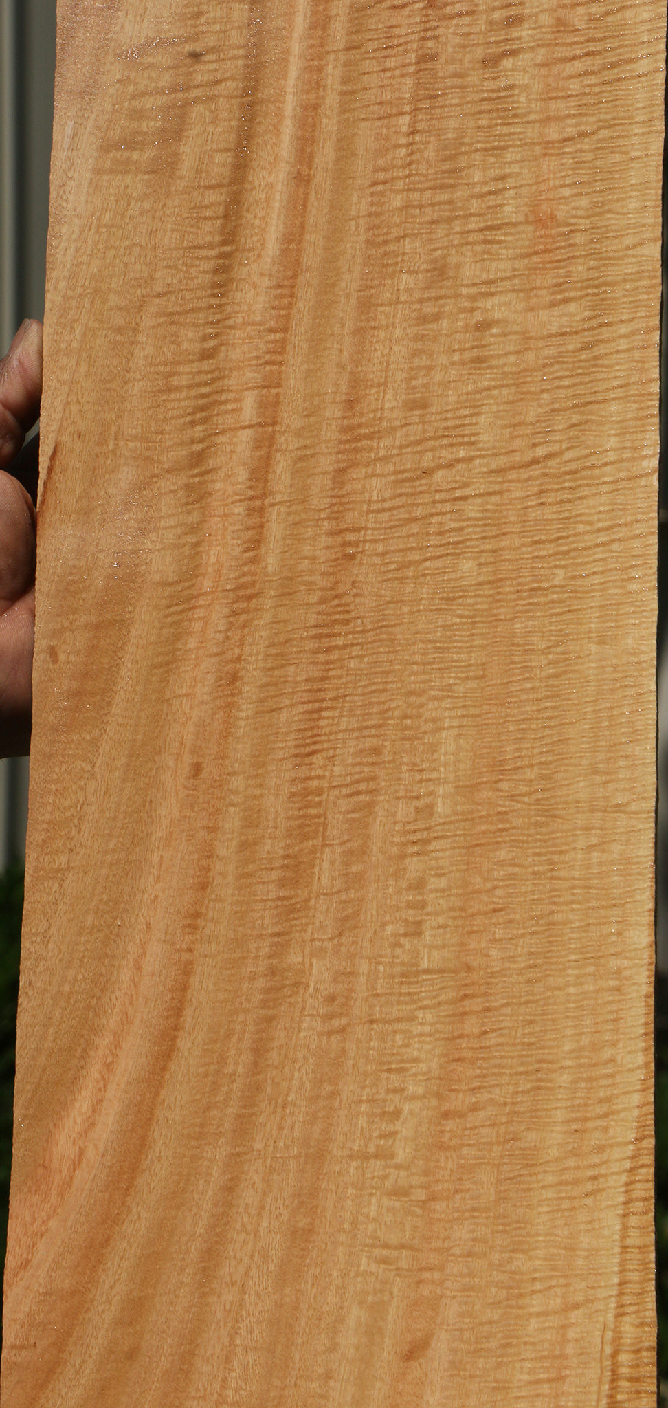 Exhibition Eucalyptus Micro Lumber