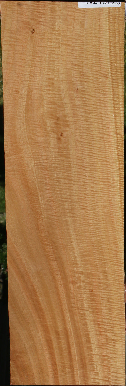 Exhibition Eucalyptus Micro Lumber