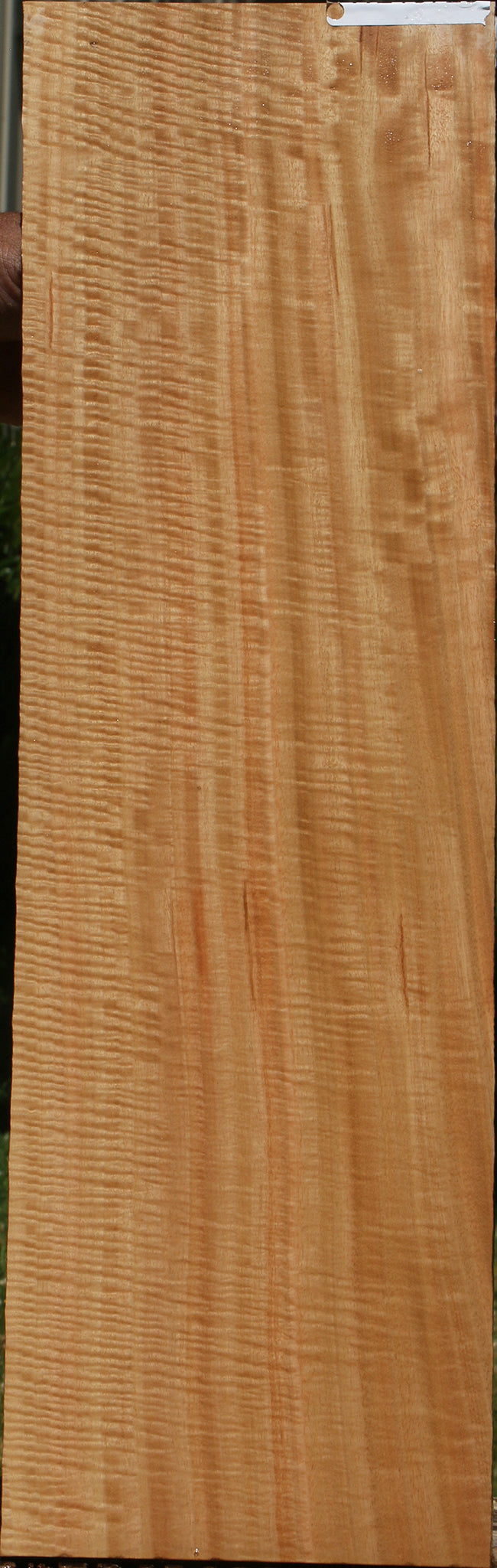 Exhibition Eucalyptus Micro Lumber