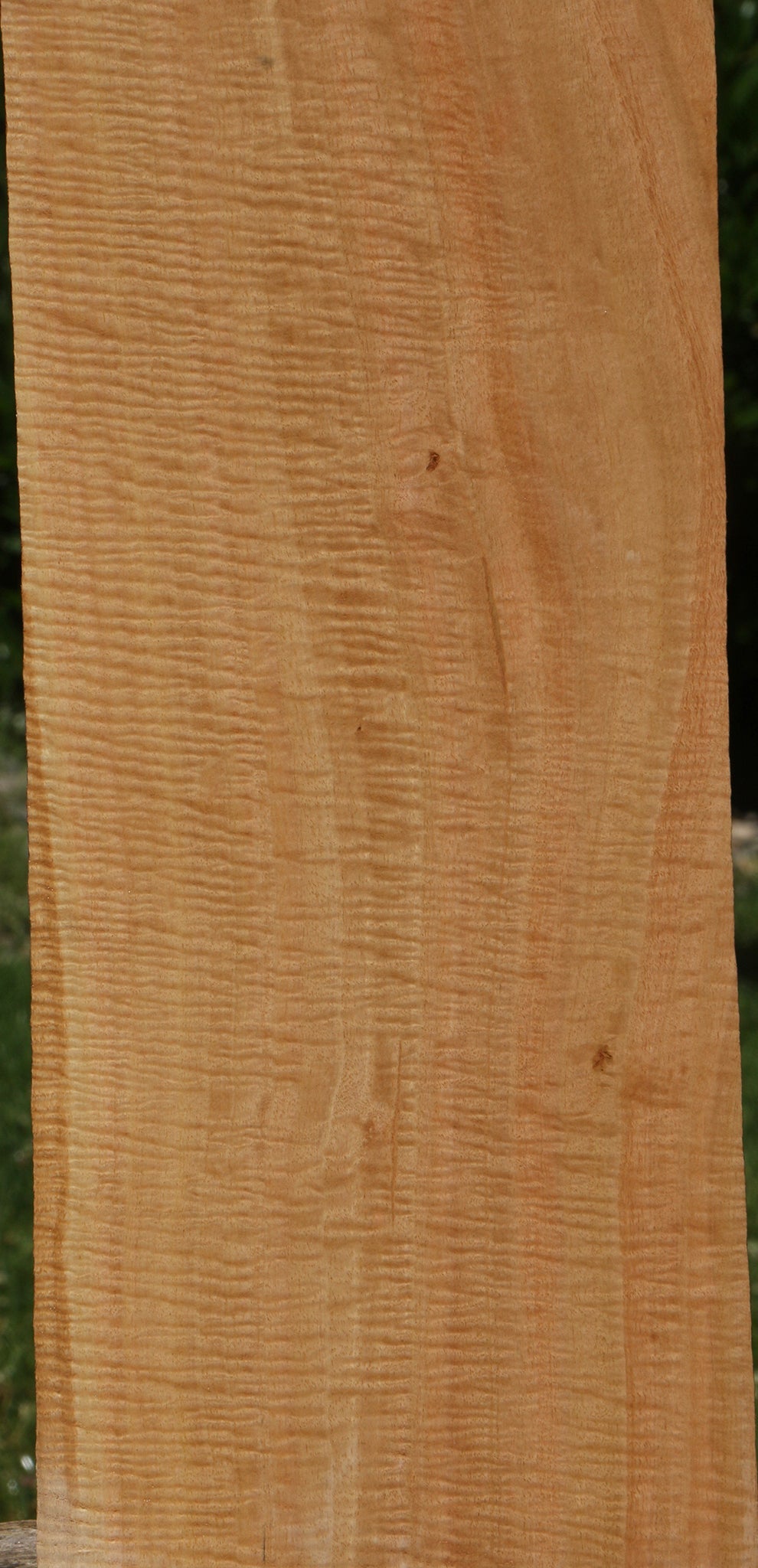 Exhibition Eucalyptus Micro Lumber