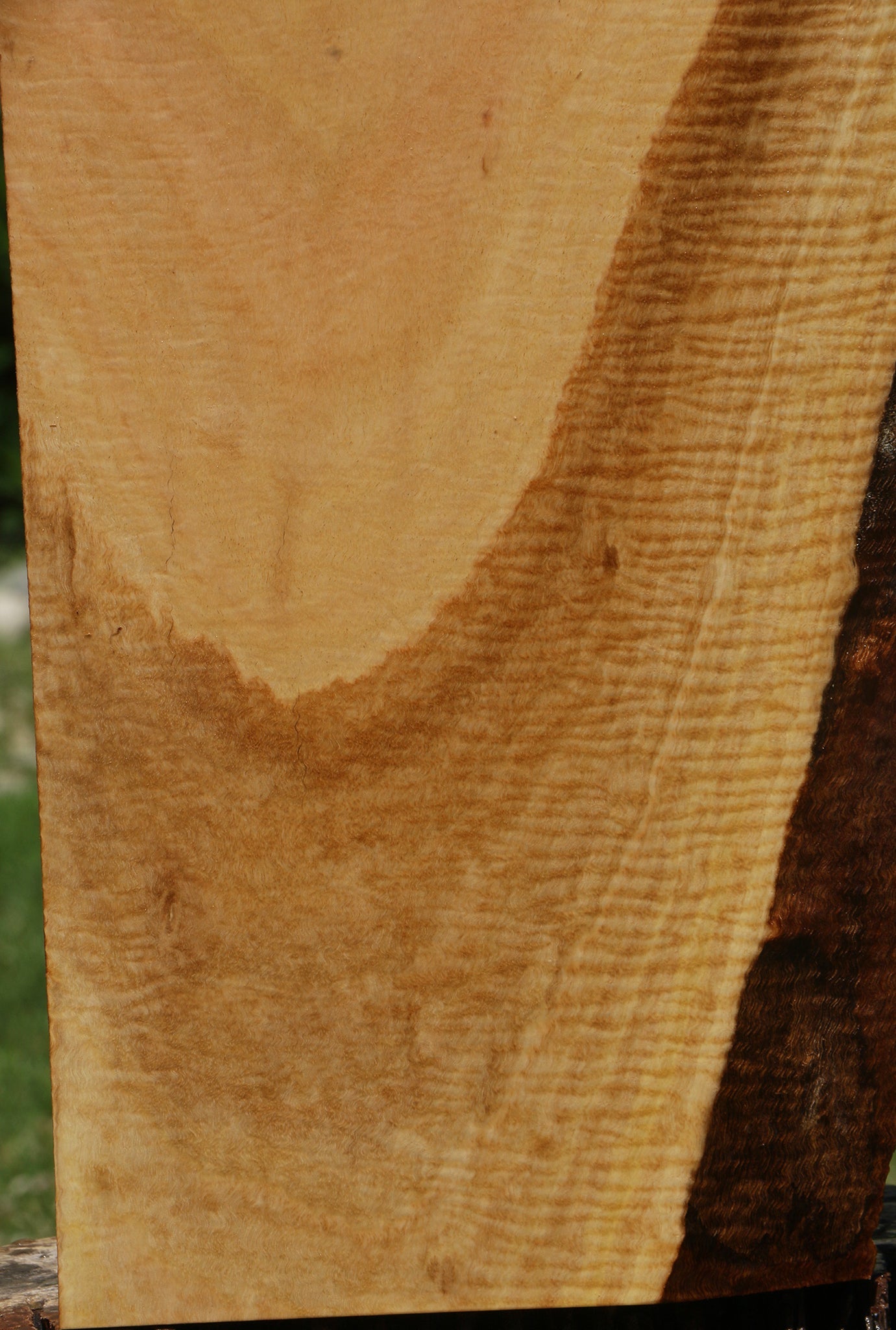 Exhibition Eucalyptus Live Edge Lumber