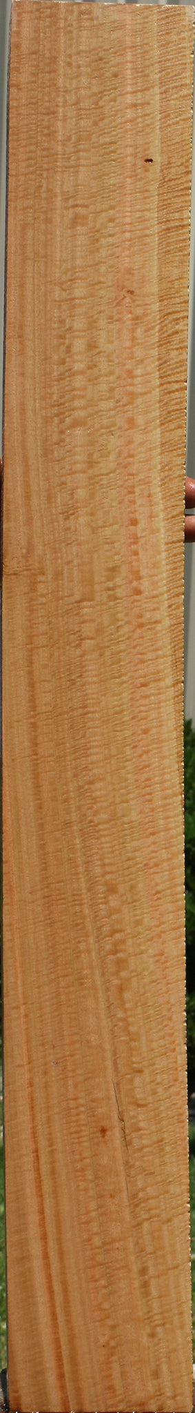 Exhibition Eucalyptus Lumber