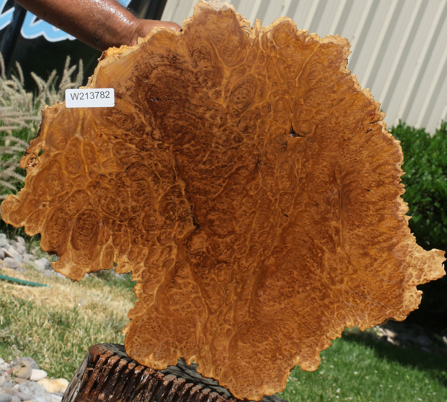 Brown Mallee Burl Cookie