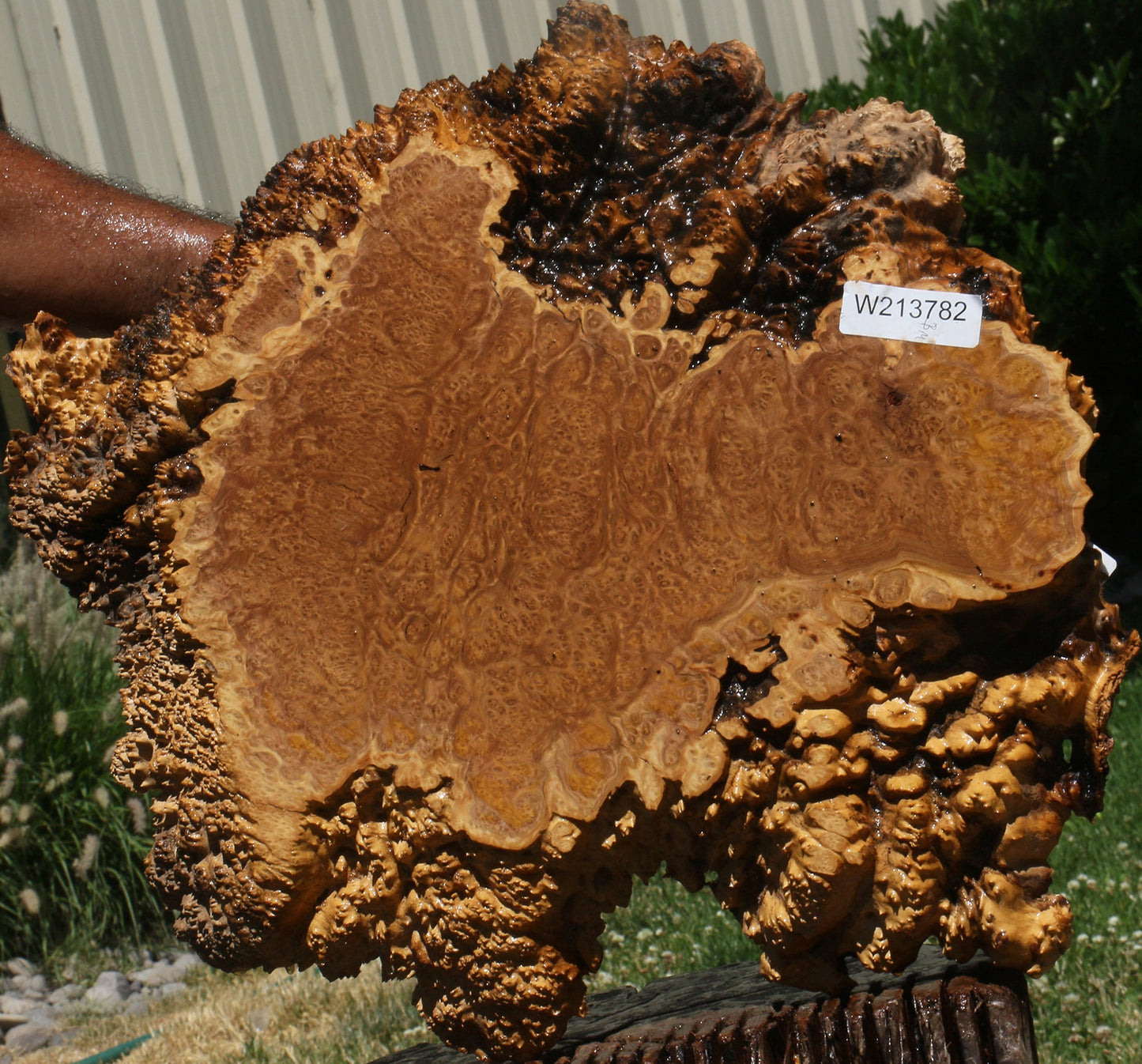 Brown Mallee Burl Cookie