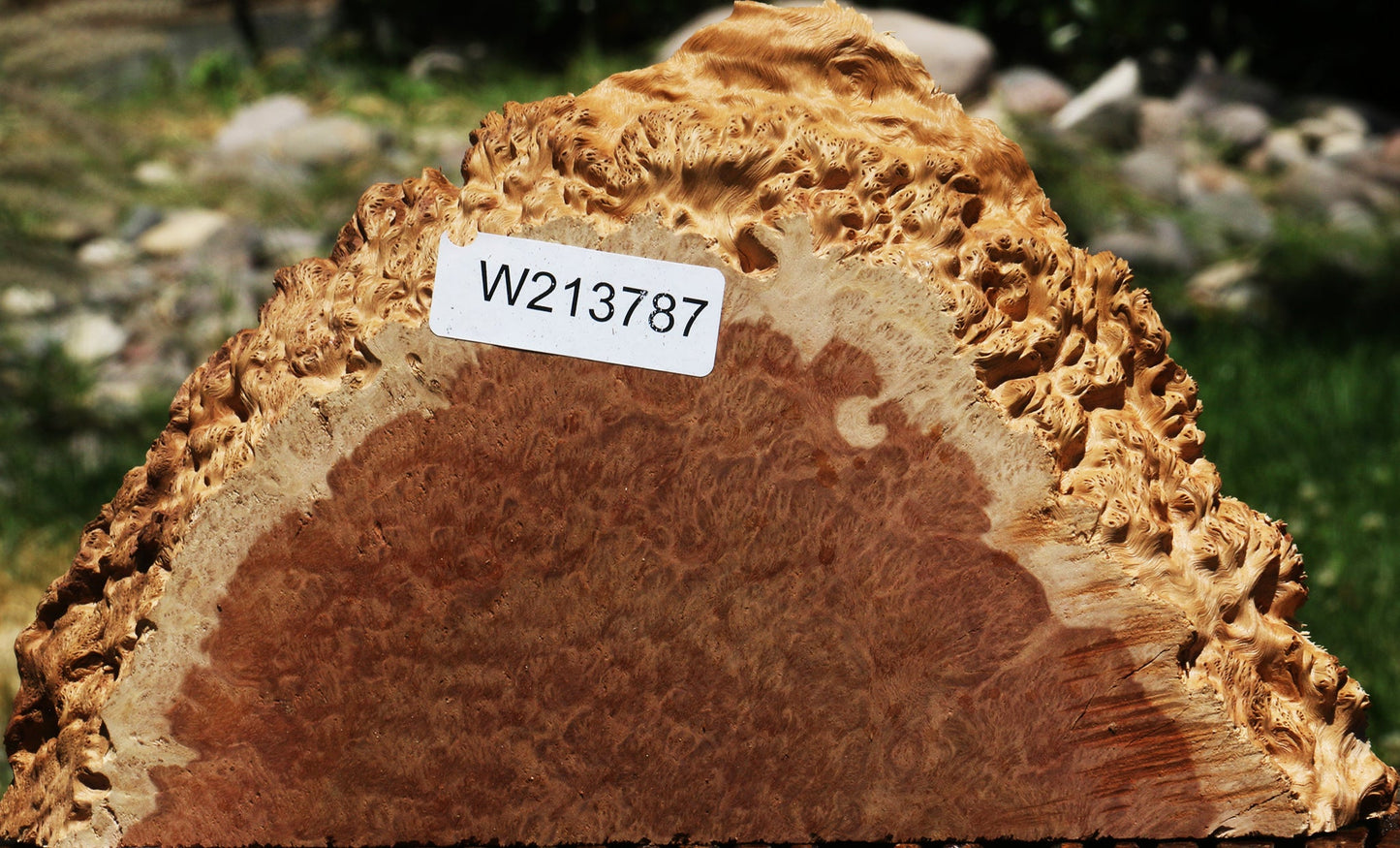 Red Coolibah Burl Slice