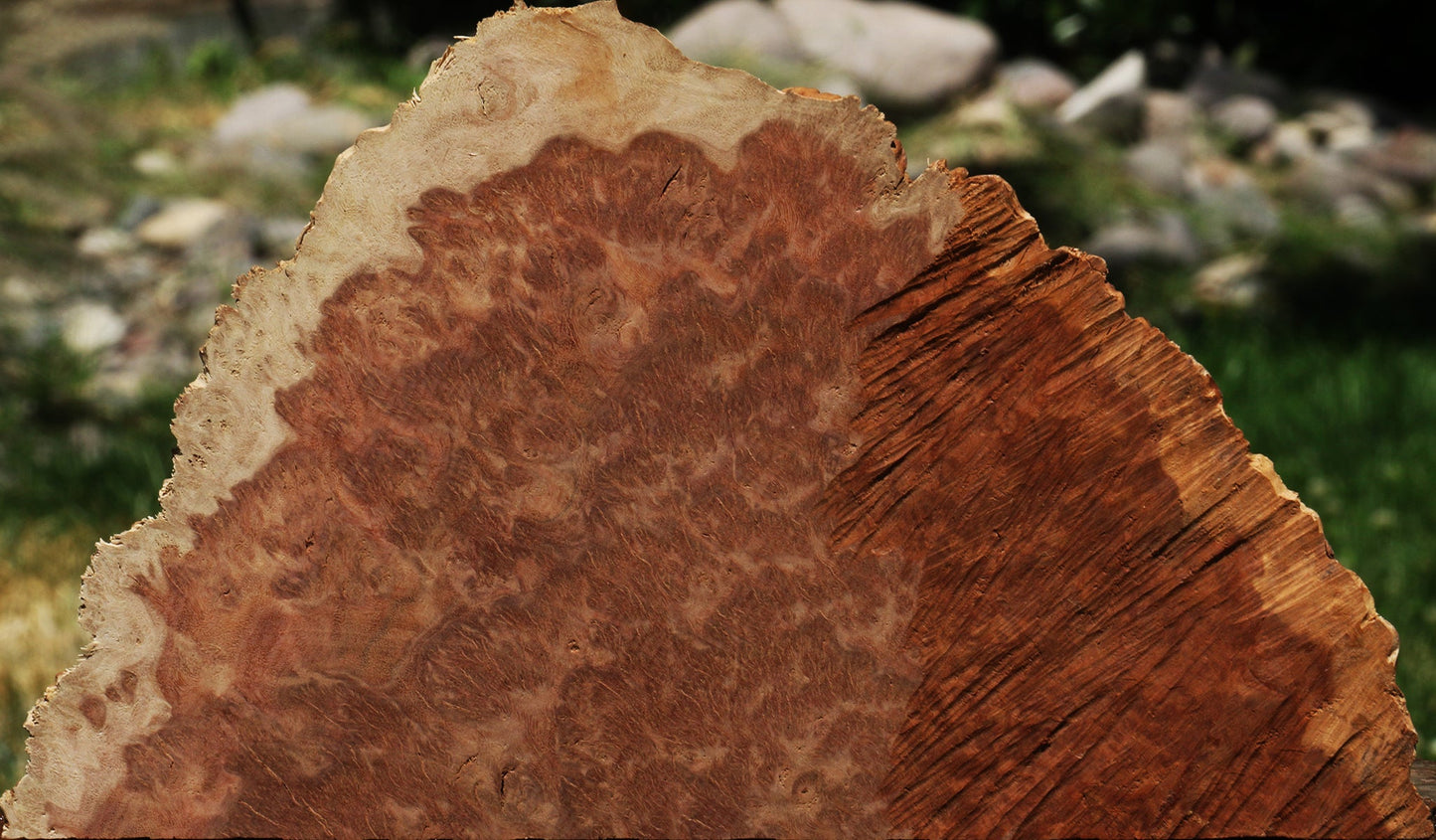 Red Coolibah Burl Slice