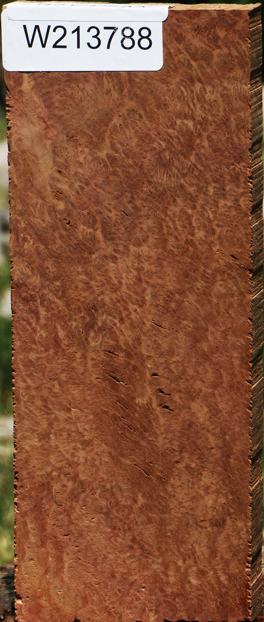 Red Coolibah Burl Lumber