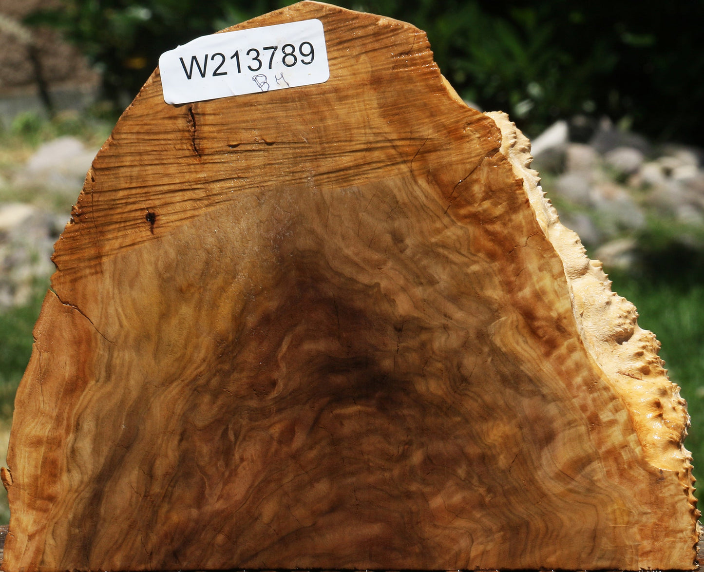 Brown Mallee Burl Slice