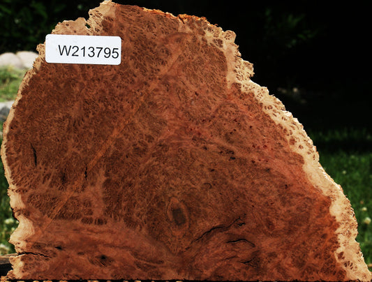 Red Coolibah Burl Slice