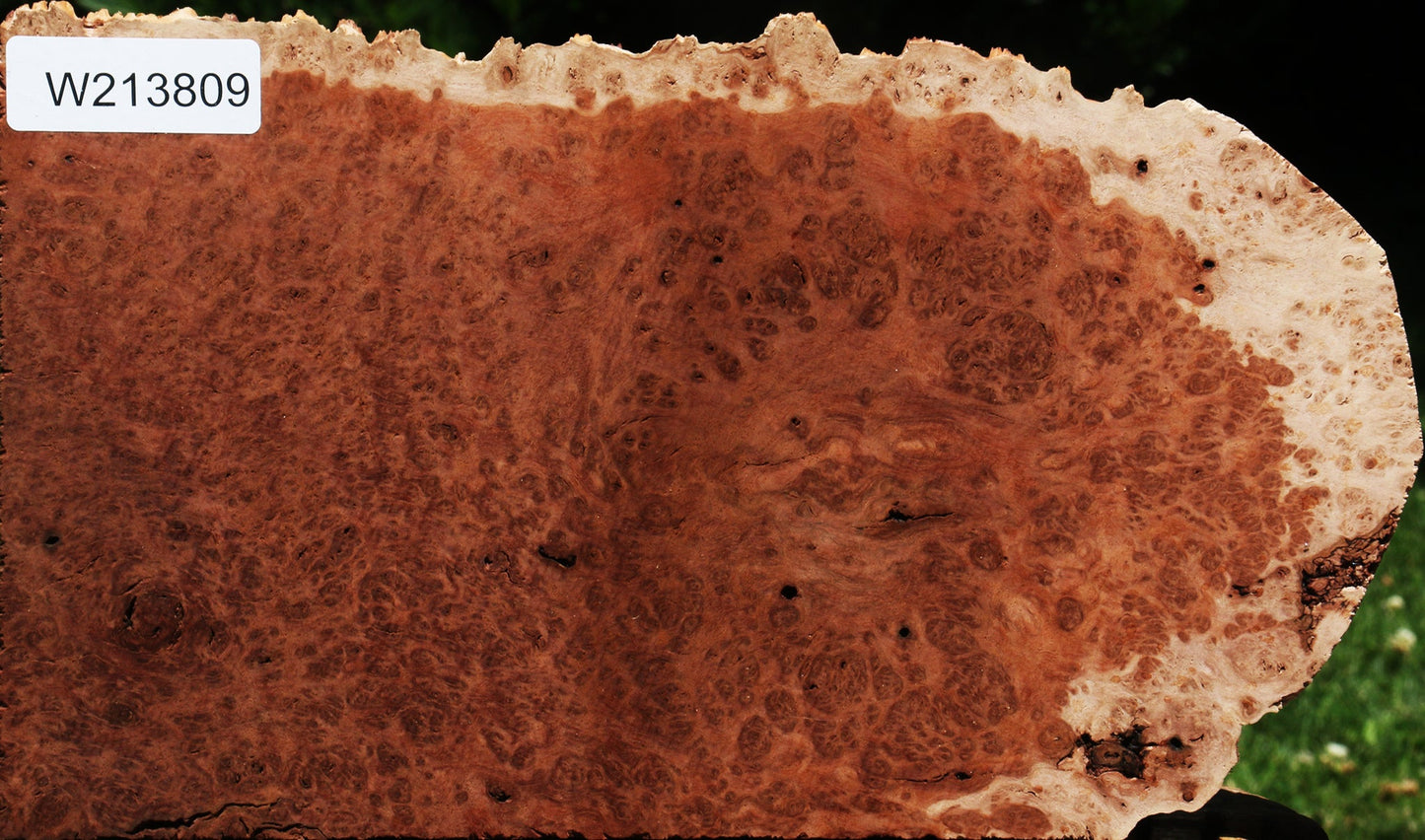 Red Coolibah Burl Live Edge Lumber