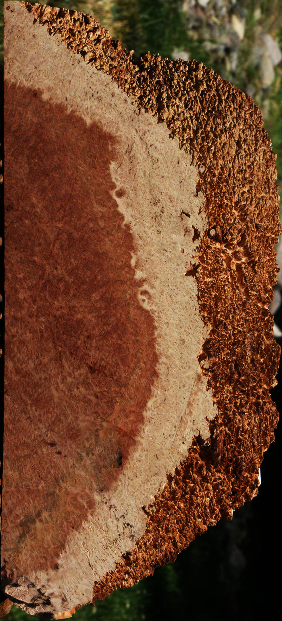 Red Coolibah Burl Slice