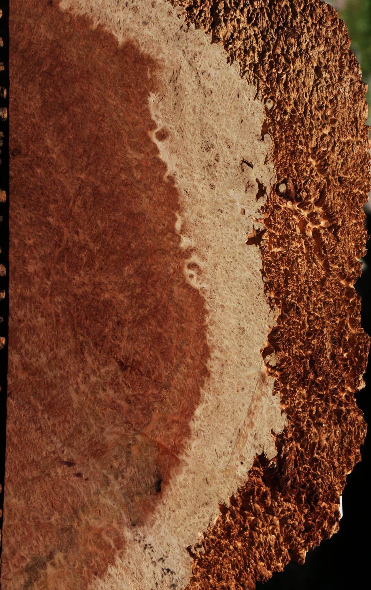 Red Coolibah Burl Slice