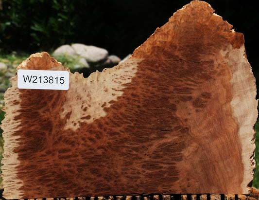 Red Coolibah Burl Slice