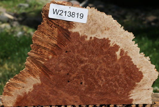 Red Coolibah Burl Slice