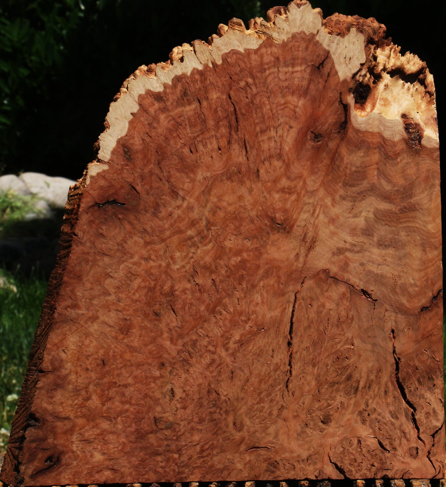 Red Coolibah Burl Live Edge Lumber