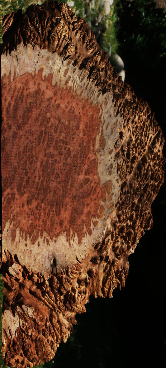 Red Coolibah Burl Slice