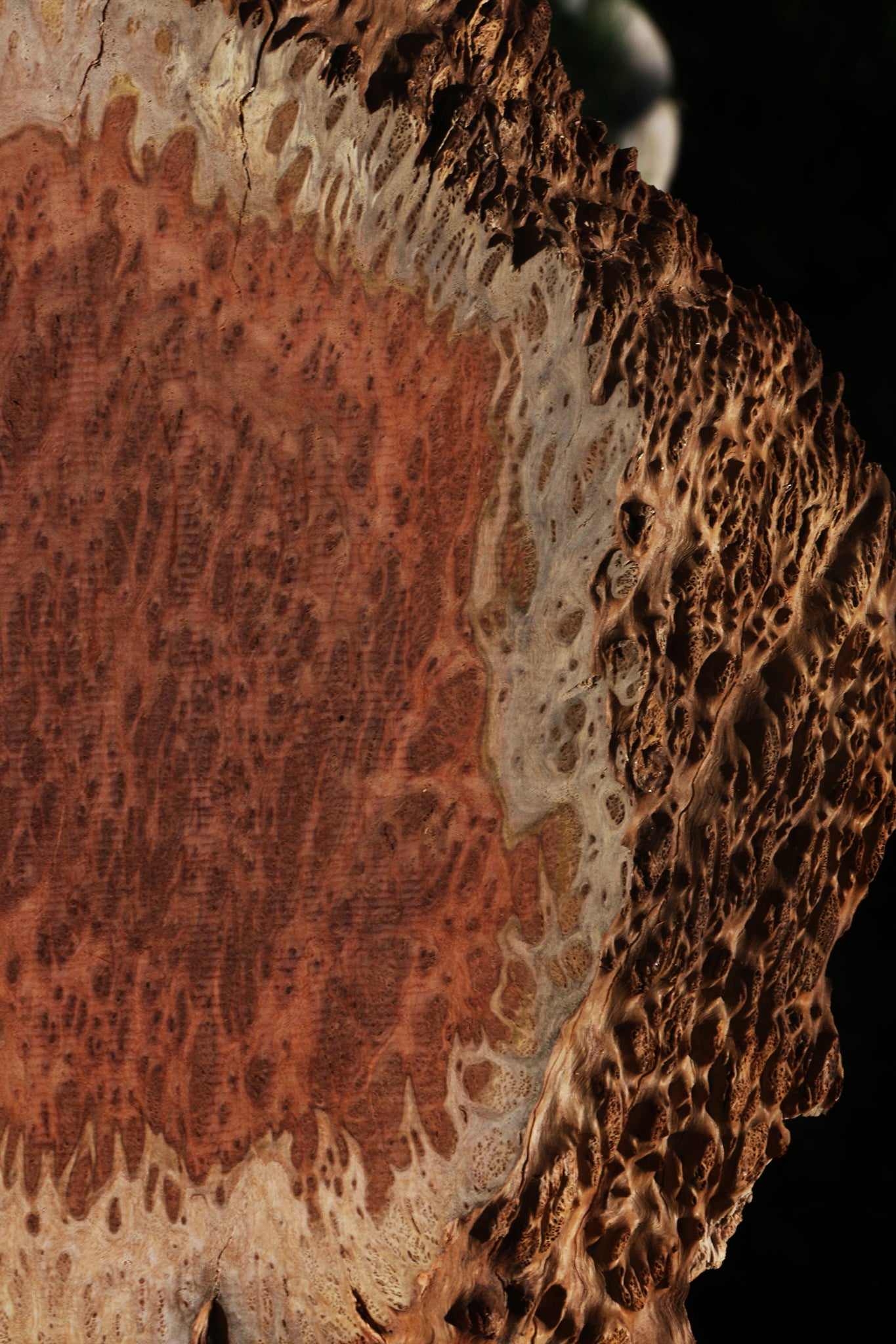 Red Coolibah Burl Slice