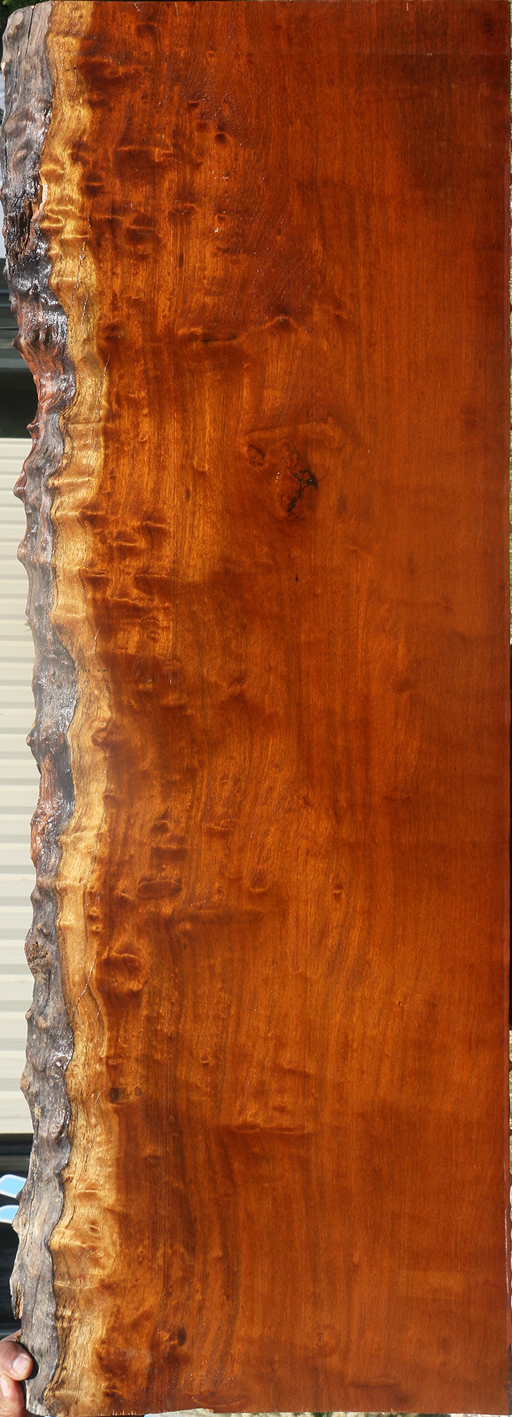 Itauba Live Edge Slab