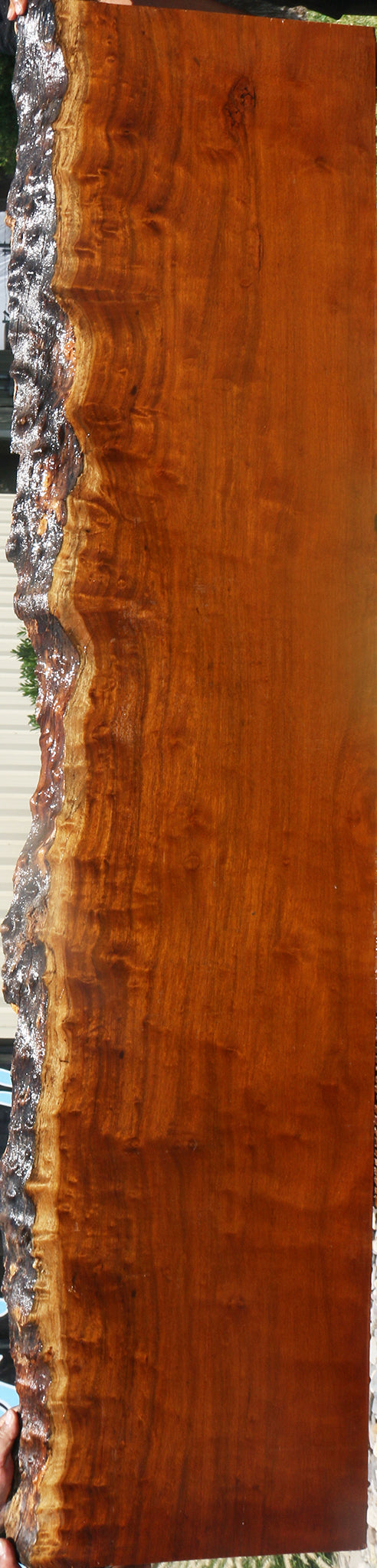 Itauba Live Edge Slab (Free Shipping Excluded)