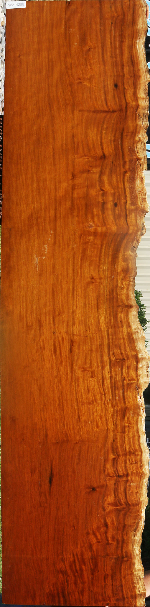 Itauba Live Edge Slab (Free Shipping Excluded)