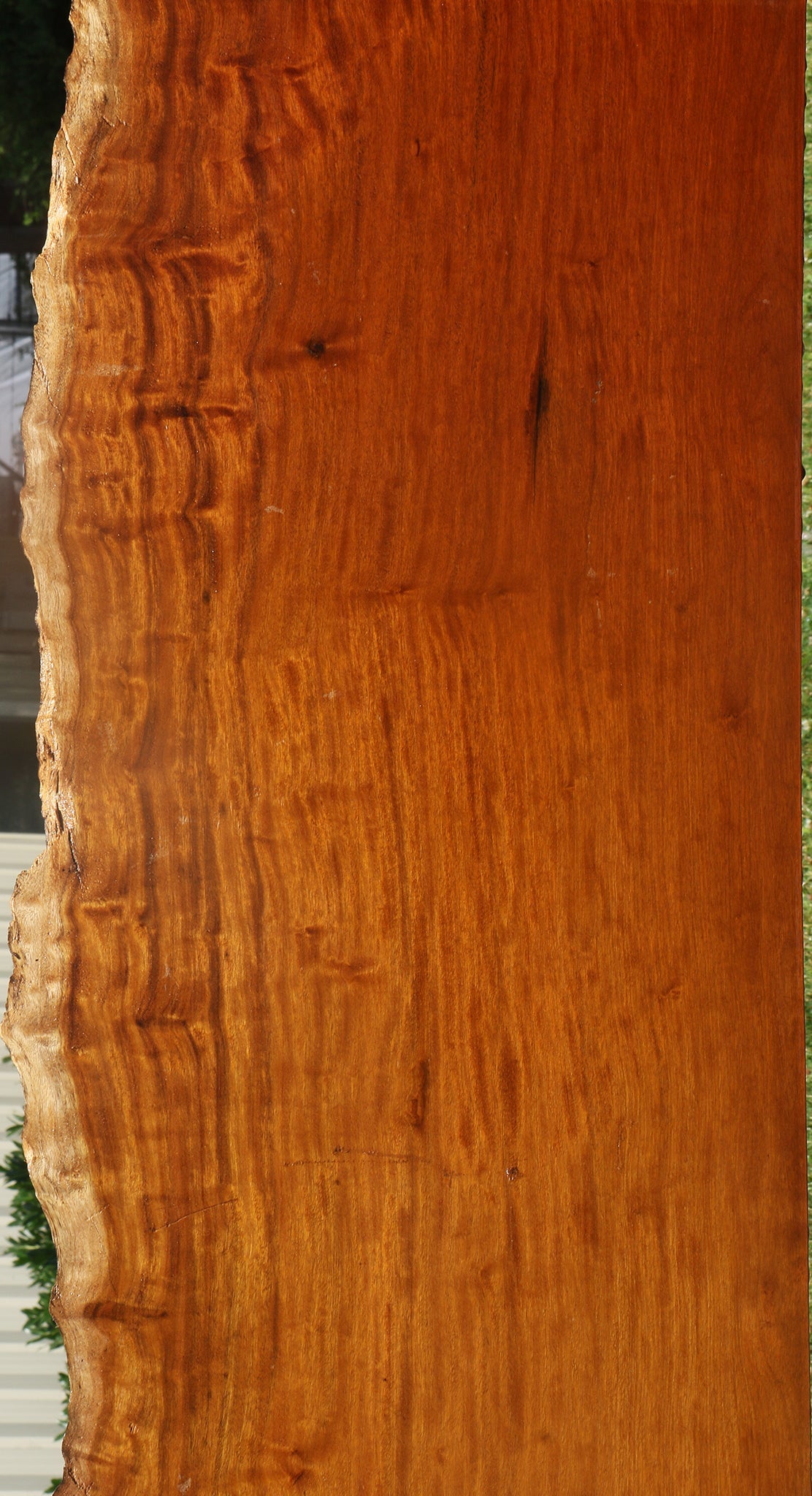 Itauba Live Edge Slab (Free Shipping Excluded)