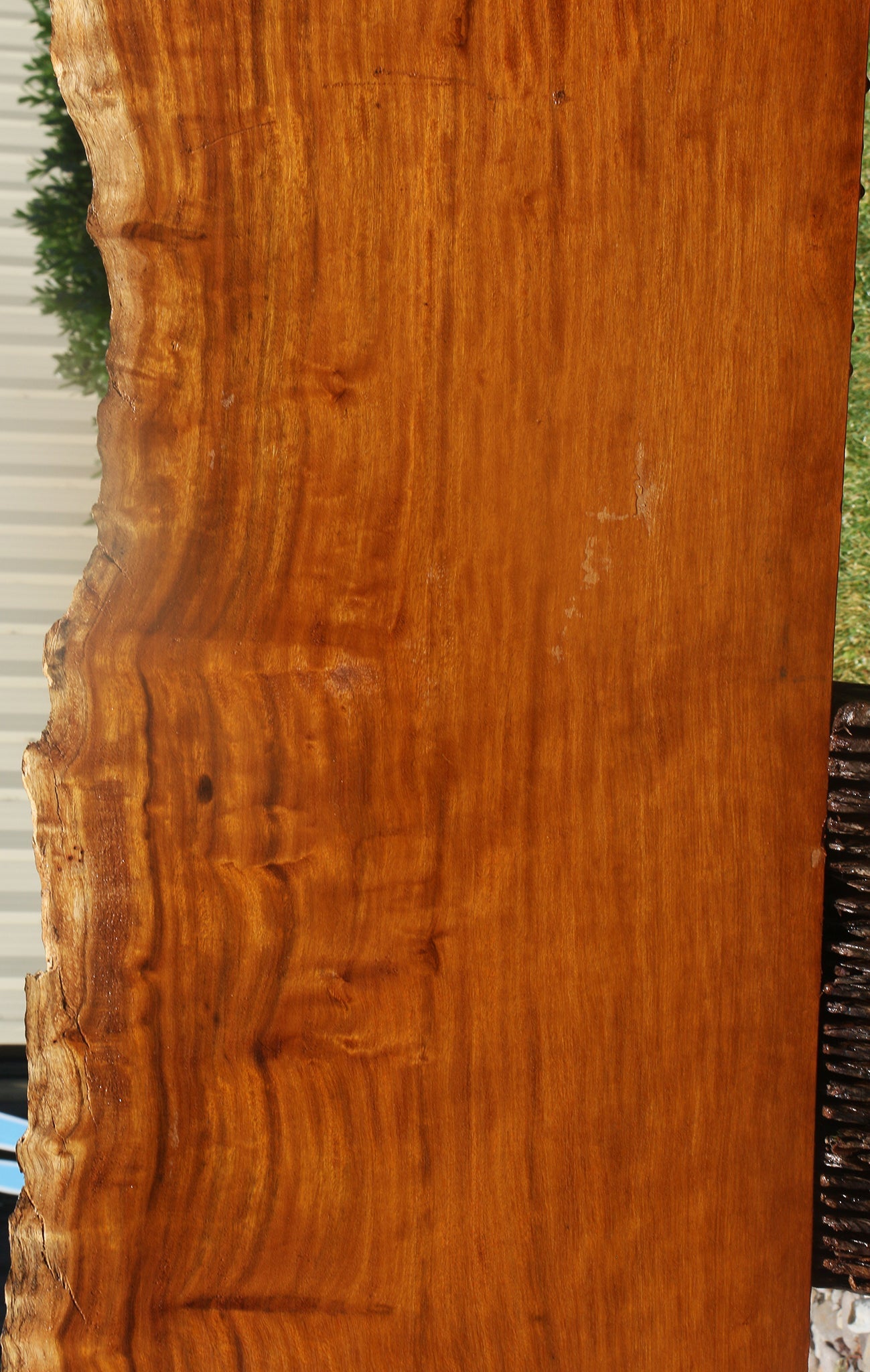 Itauba Live Edge Slab (Free Shipping Excluded)