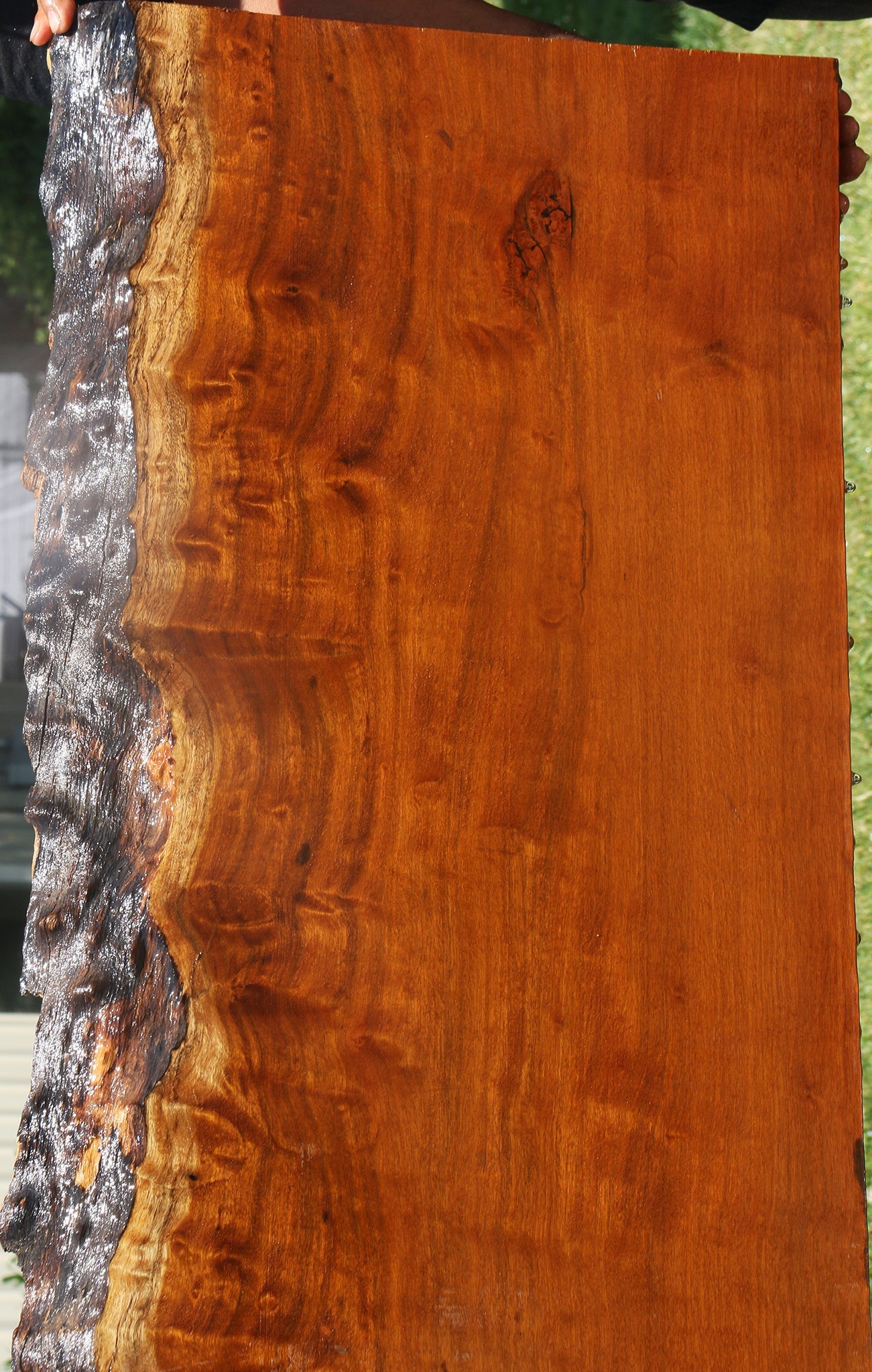 Itauba Live Edge Slab (Free Shipping Excluded)