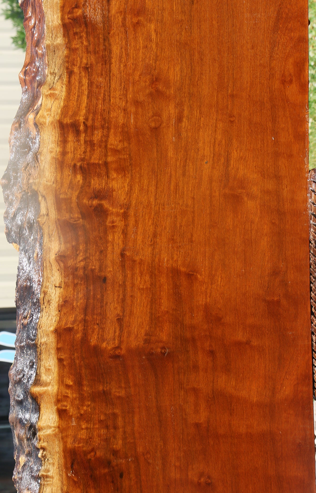 Itauba Live Edge Slab (Free Shipping Excluded)