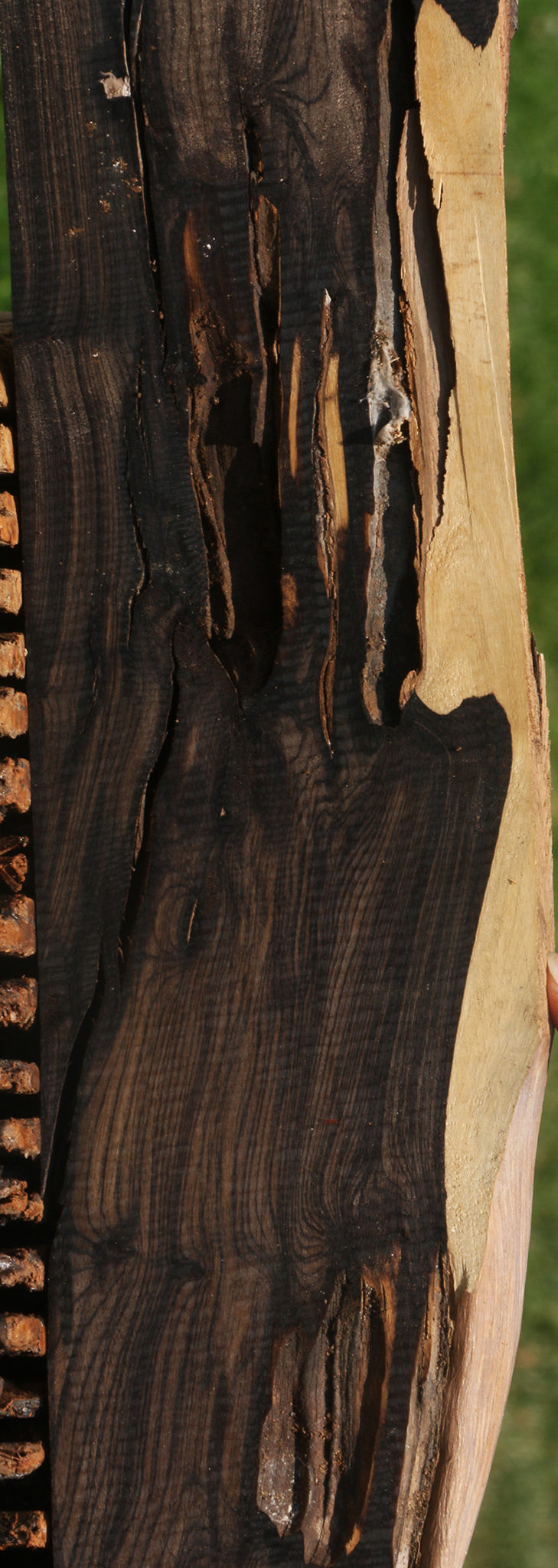 Rustic African Blackwood Live Edge Lumber