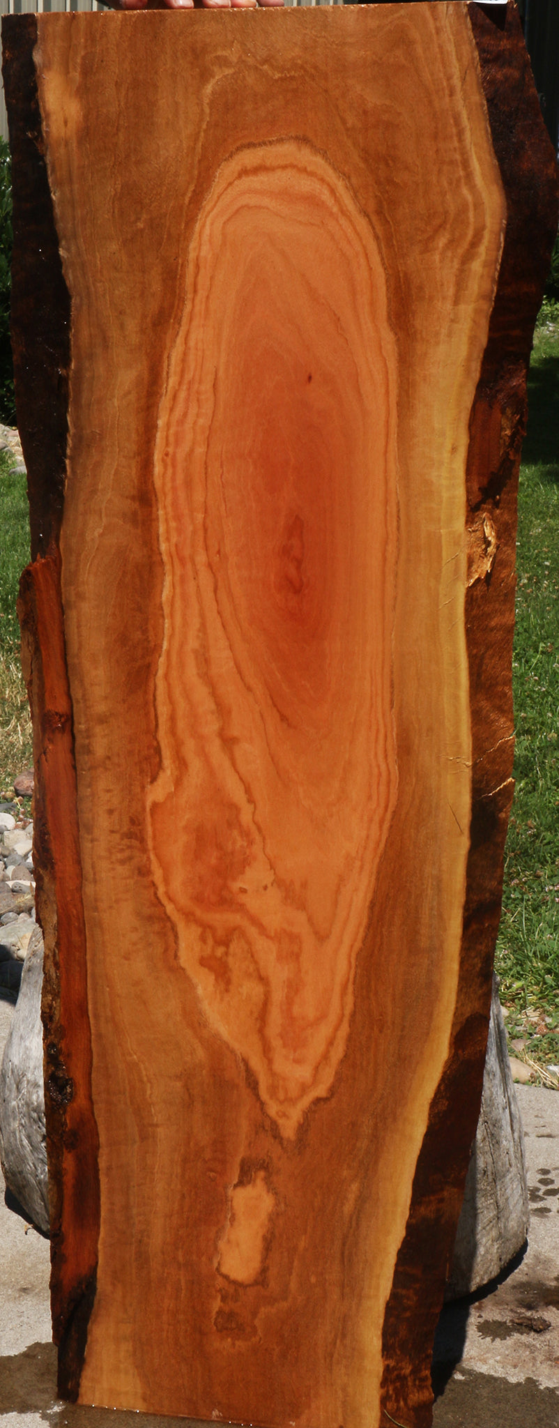 Extra Fancy Red Ironbark Live Edge Lumber