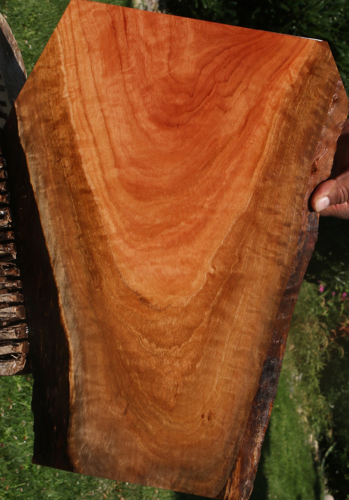 Extra Fancy Red Ironbark Live Edge Lumber