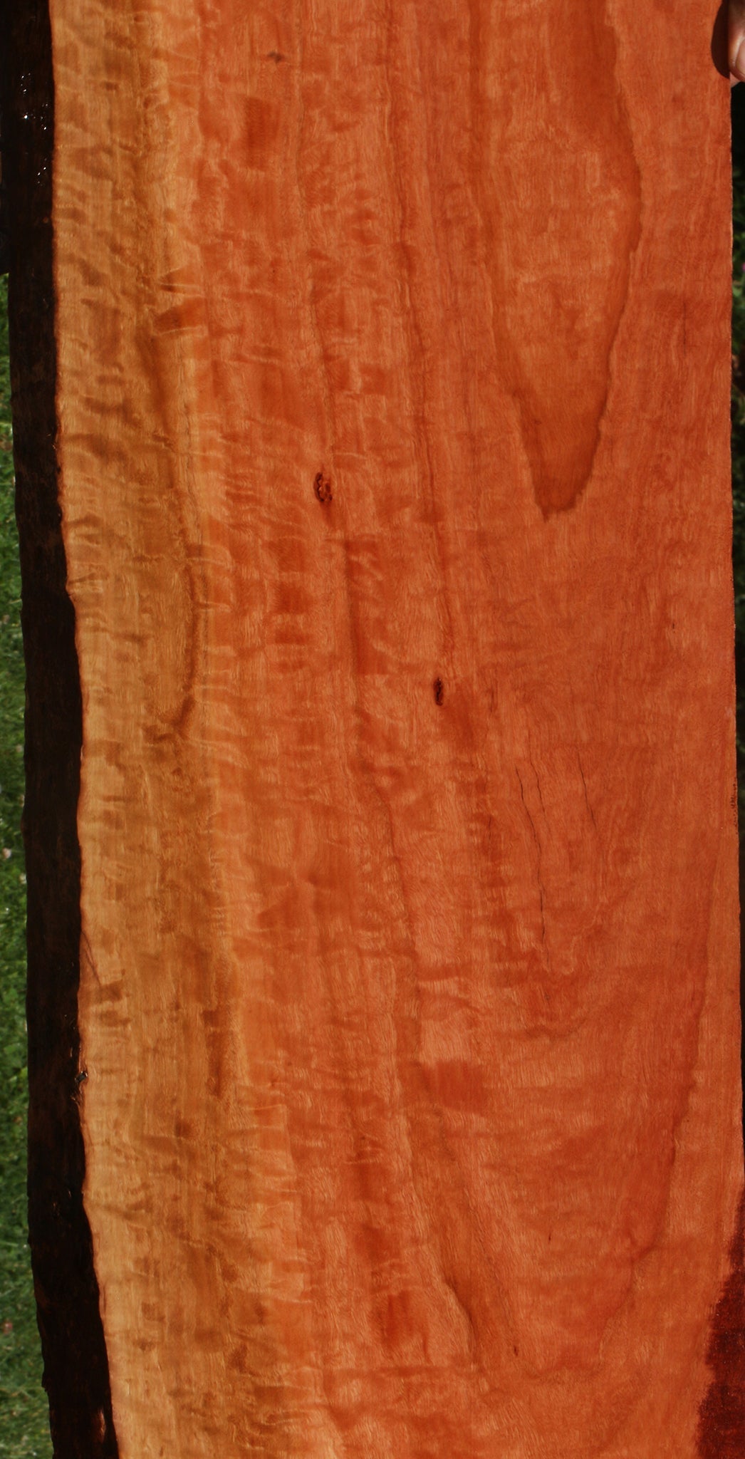 Extra Fancy Red Ironbark Live Edge Lumber