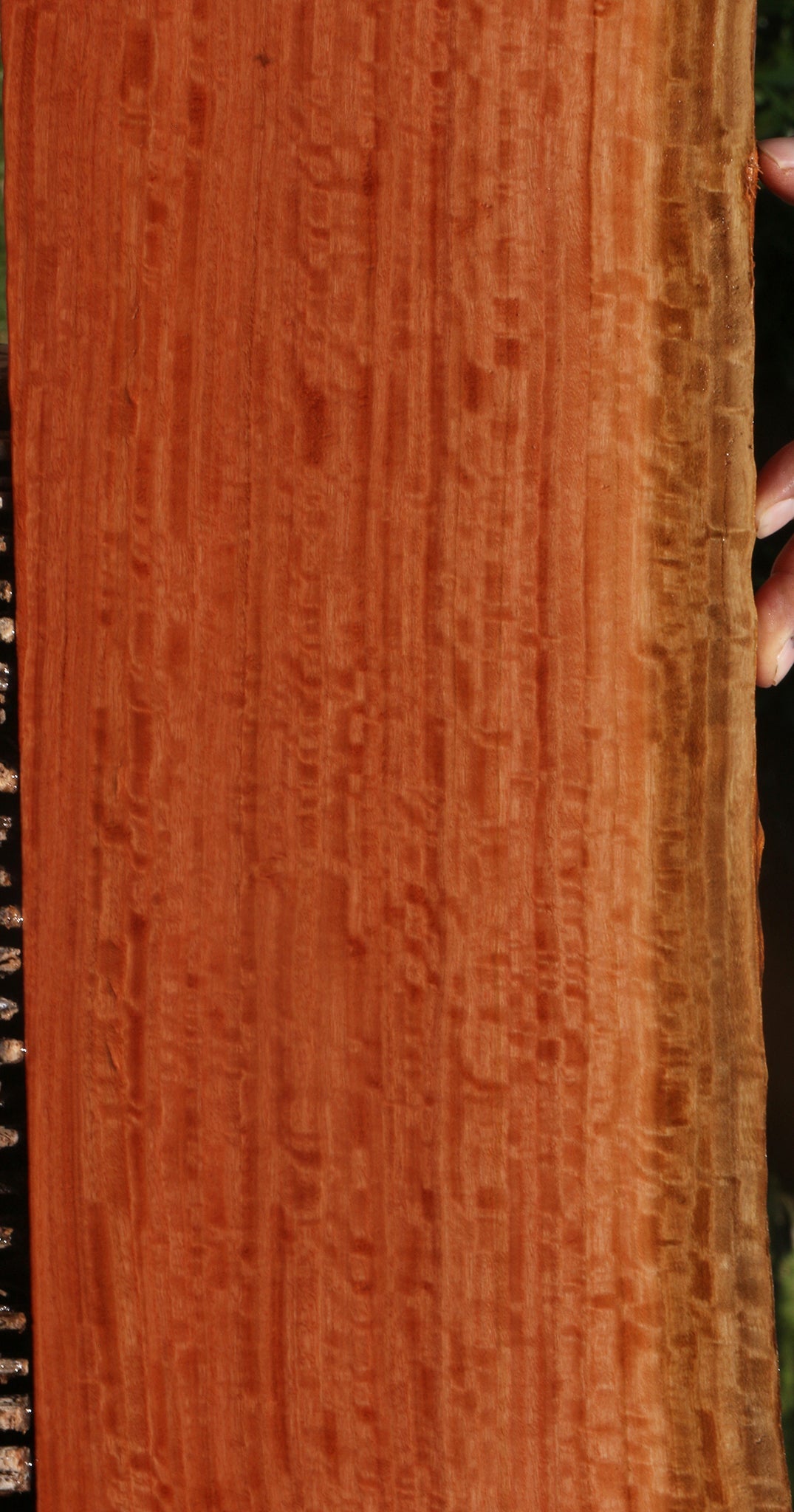 Extra Fancy Red Ironbark Live Edge Lumber