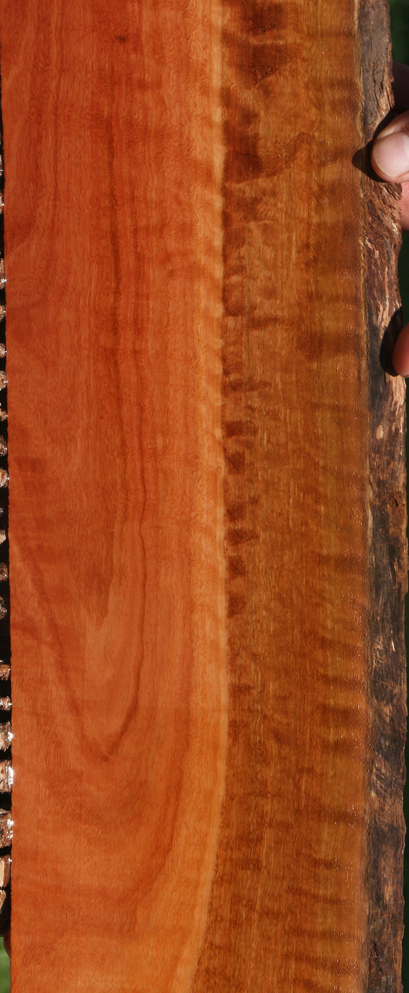 Extra Fancy Red Ironbark Live Edge Micro Lumber