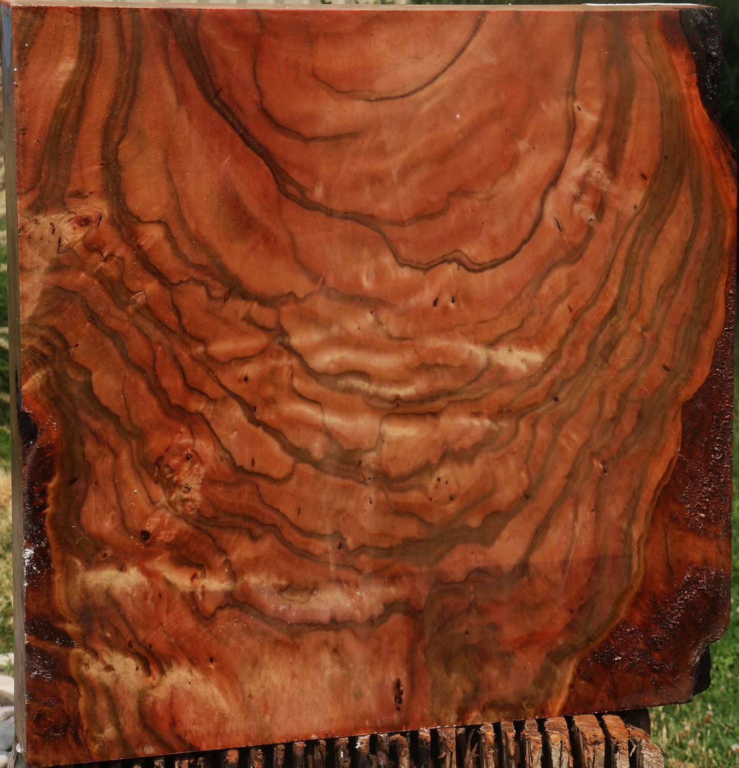 Extra Fancy Brazilian Pepperwood Burl Bowl Blank