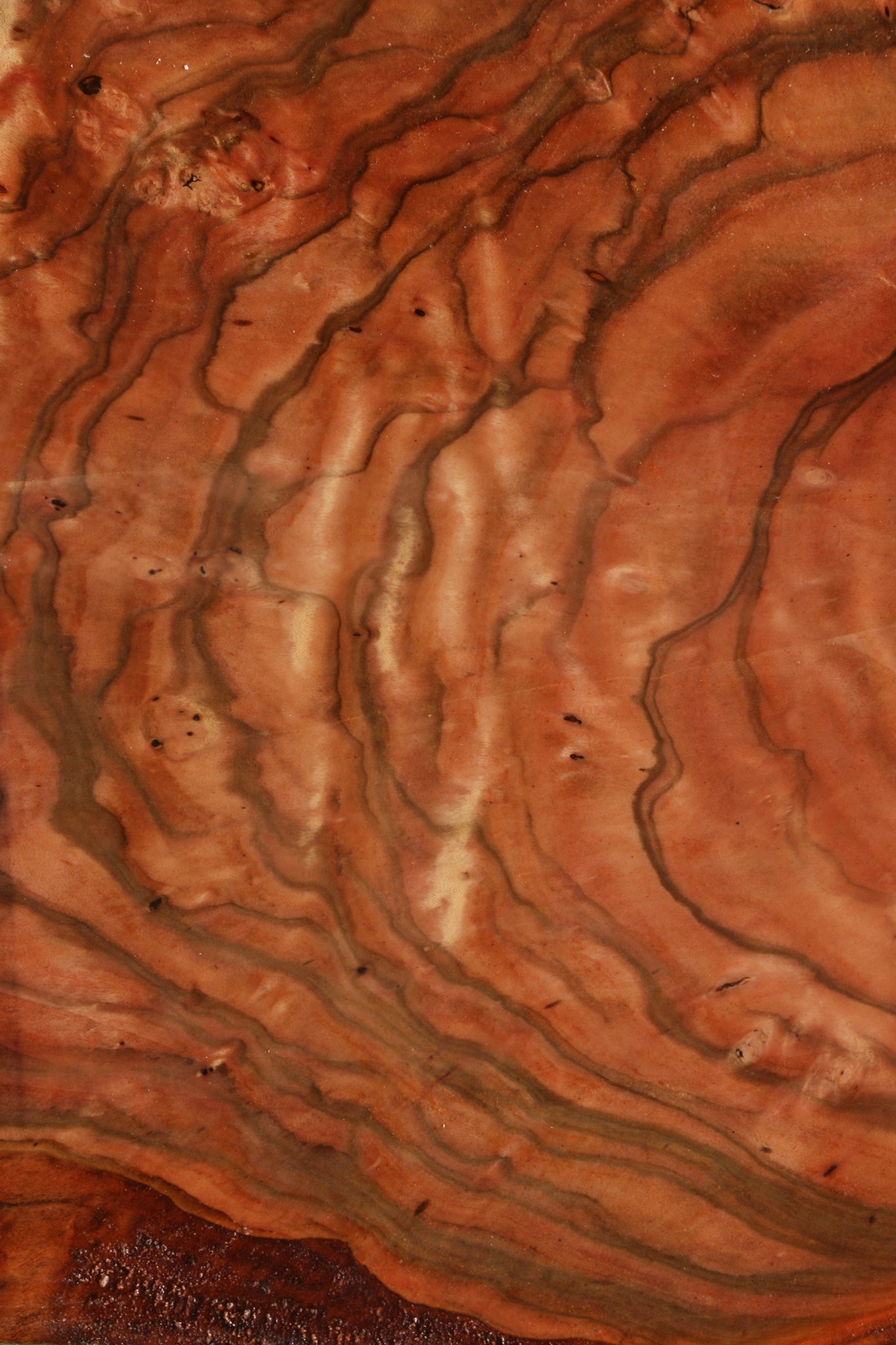 Extra Fancy Brazilian Pepperwood Burl Bowl Blank