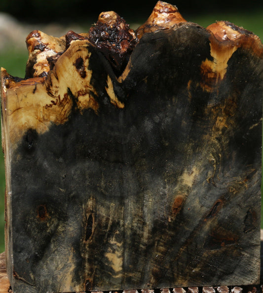 Buckeye Burl Live Edge Bowl Blank