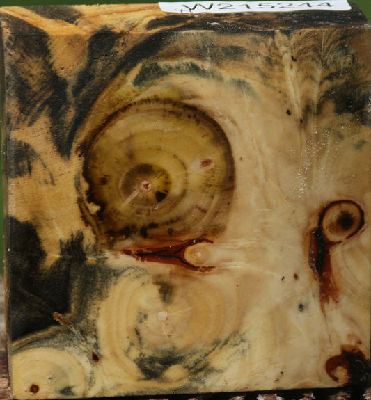 Buckeye Burl Bowl Blank